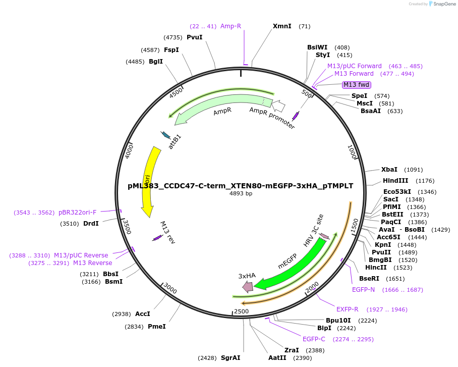 227896-plasmid-map-sequence-id-452518