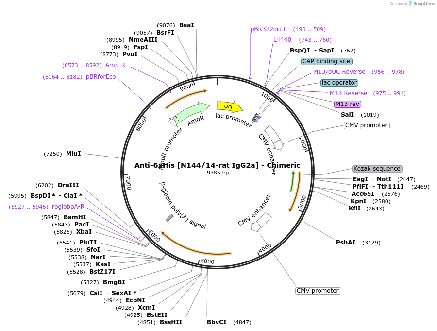 227037-plasmid-map-sequence-id-452540
