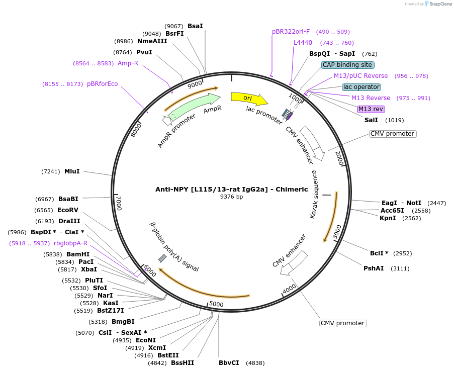 227066-plasmid-map-sequence-id-452541
