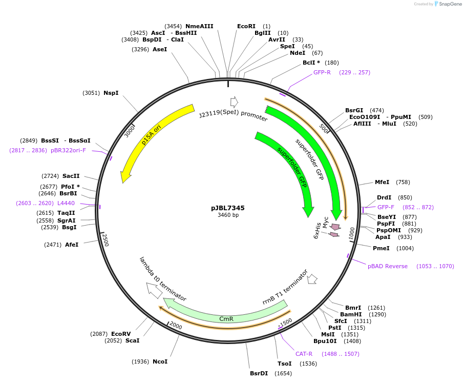 217372-plasmid-map-sequence-id-452545