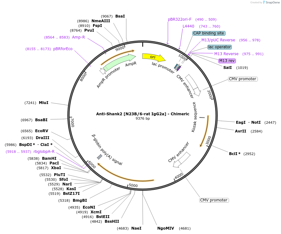 227078-plasmid-map-sequence-id-452548