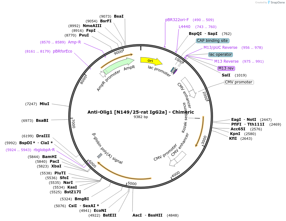 227068-plasmid-map-sequence-id-452549
