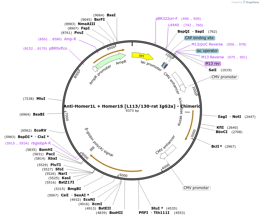 227052-plasmid-map-sequence-id-452550