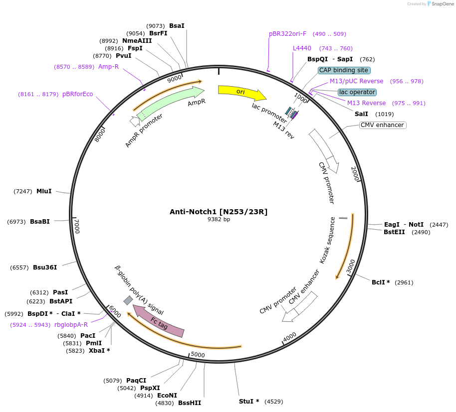 227021-plasmid-map-sequence-id-452551