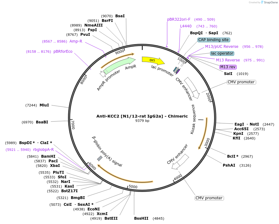 227053-plasmid-map-sequence-id-452552