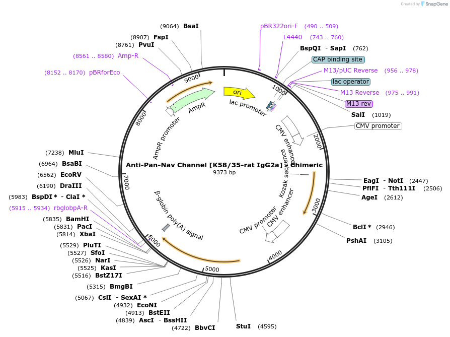 227071-plasmid-map-sequence-id-452553
