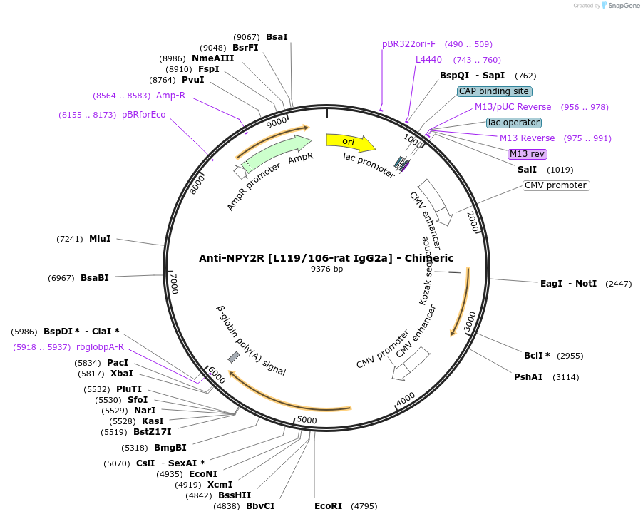 227067-plasmid-map-sequence-id-452554