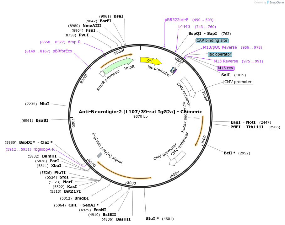227065-plasmid-map-sequence-id-452555