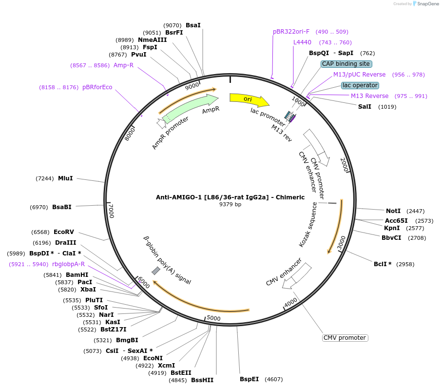 227039-plasmid-map-sequence-id-452556