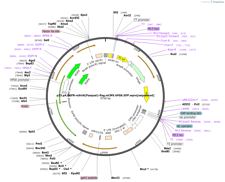 226730-plasmid-map-sequence-id-452561