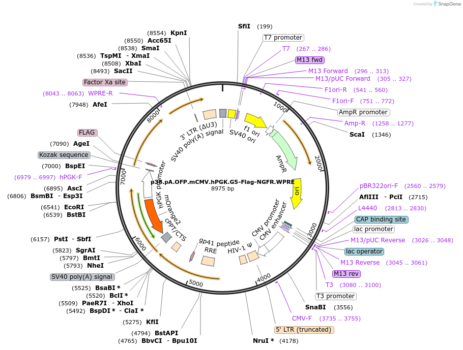 226761-plasmid-map-sequence-id-452562