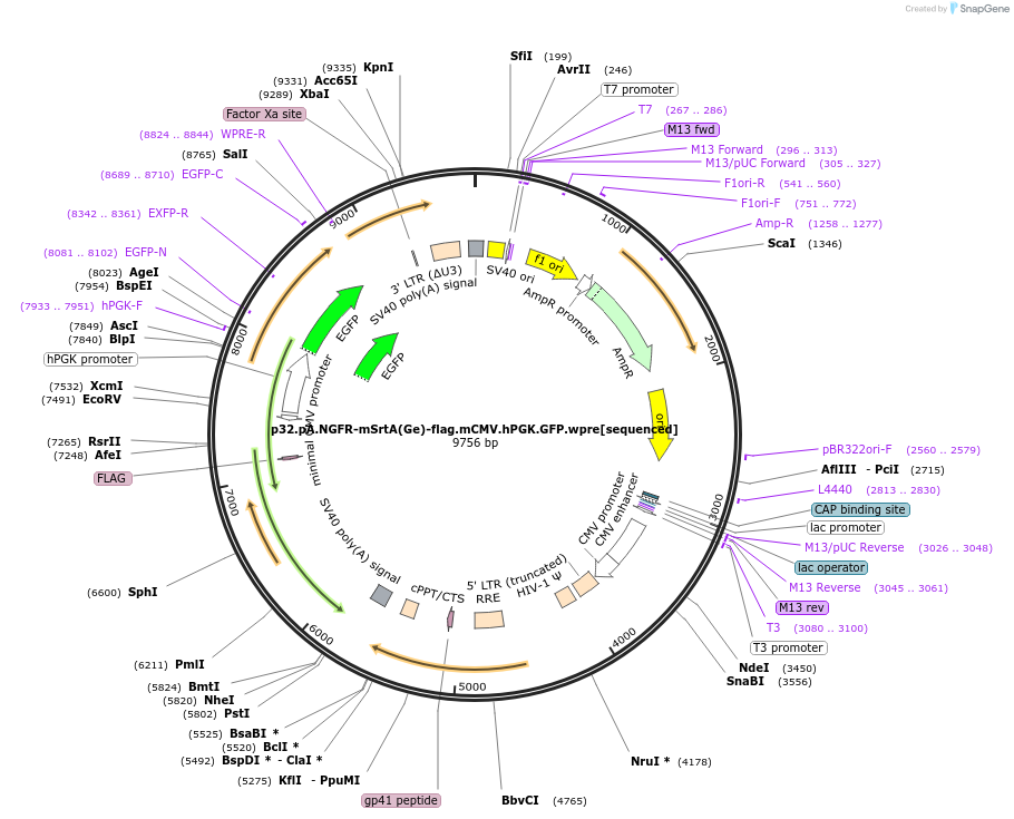 226729-plasmid-map-sequence-id-452565