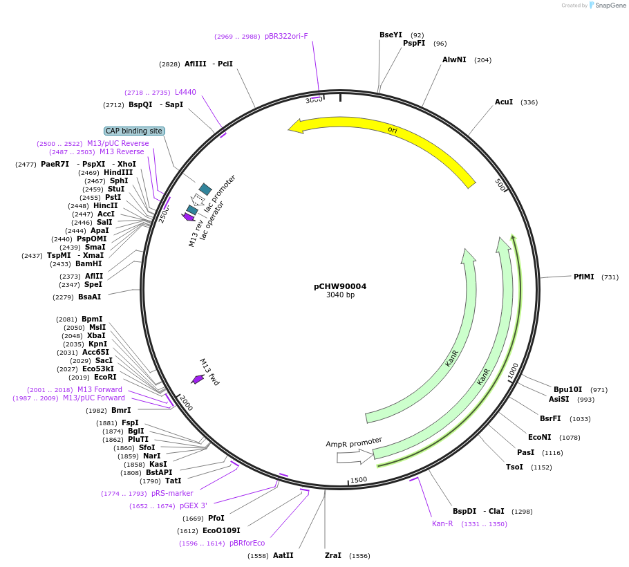 222436-plasmid-map-sequence-id-452566