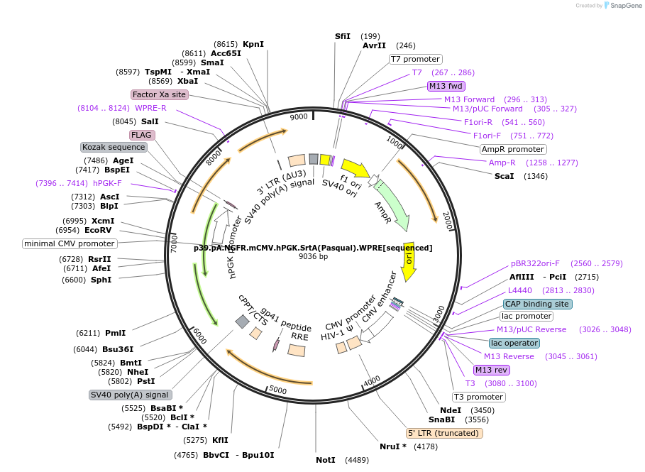226758-plasmid-map-sequence-id-452567