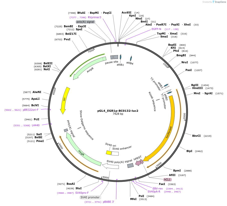 227136-plasmid-map-sequence-id-452571