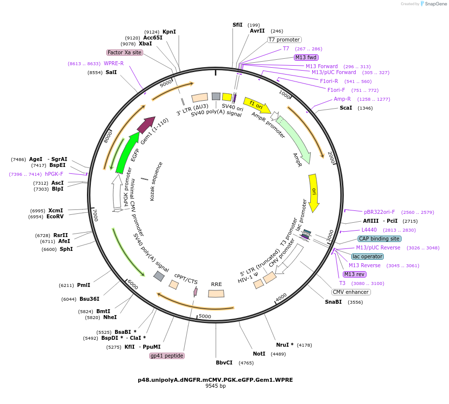 226767-plasmid-map-sequence-id-452576