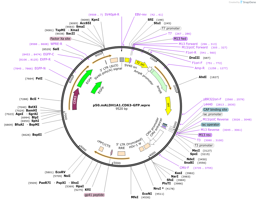 226770-plasmid-map-sequence-id-452577