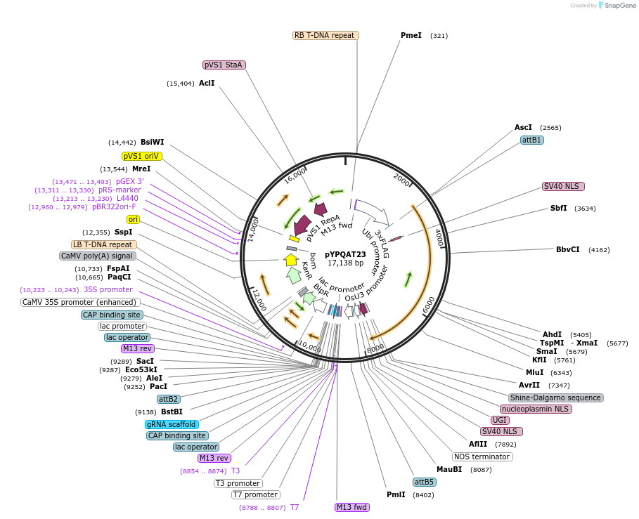 223395-plasmid-map-sequence-id-452578