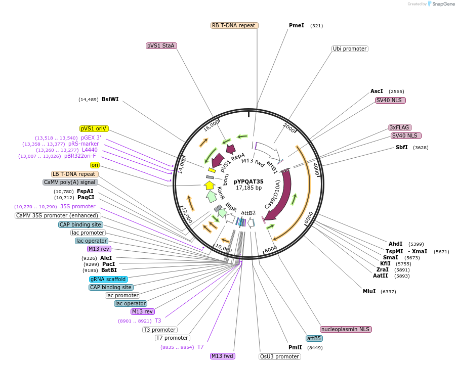 223407-plasmid-map-sequence-id-452579