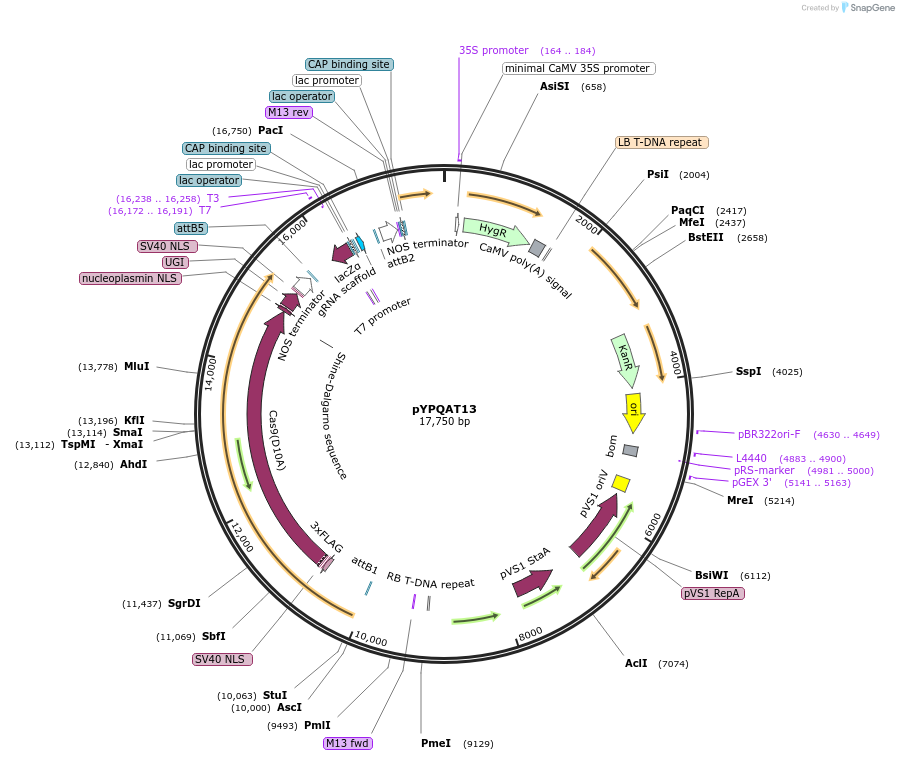 223385-plasmid-map-sequence-id-453298