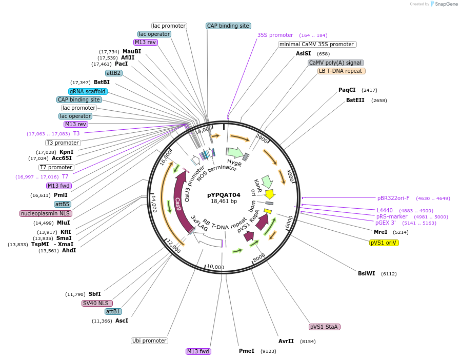 223376-plasmid-map-sequence-id-453299