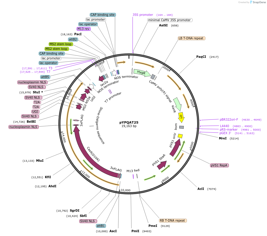223397-plasmid-map-sequence-id-453300