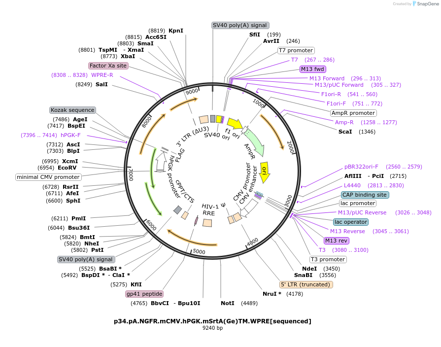 226759-plasmid-map-sequence-id-453324
