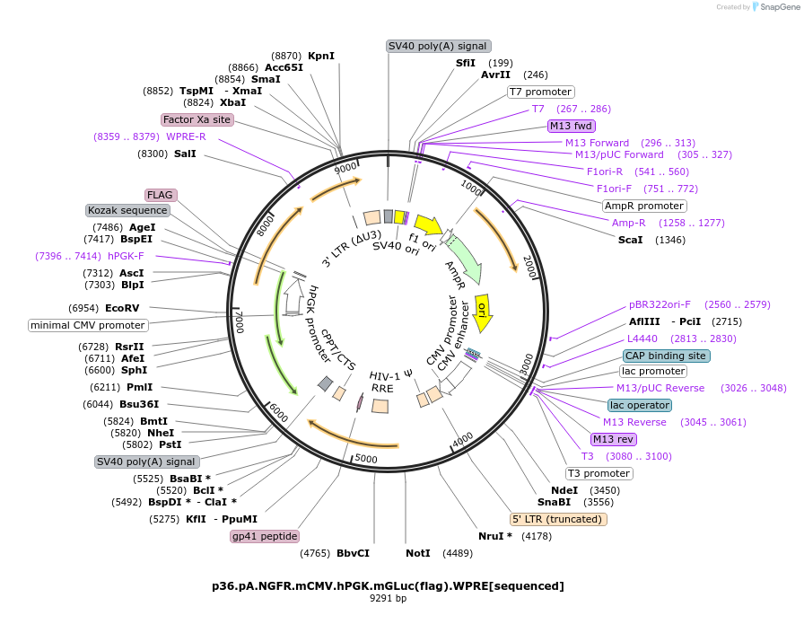226731-plasmid-map-sequence-id-453496