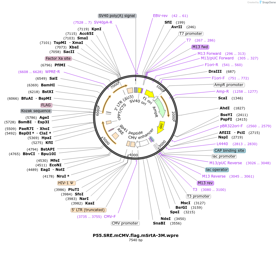 226774-plasmid-map-sequence-id-453499