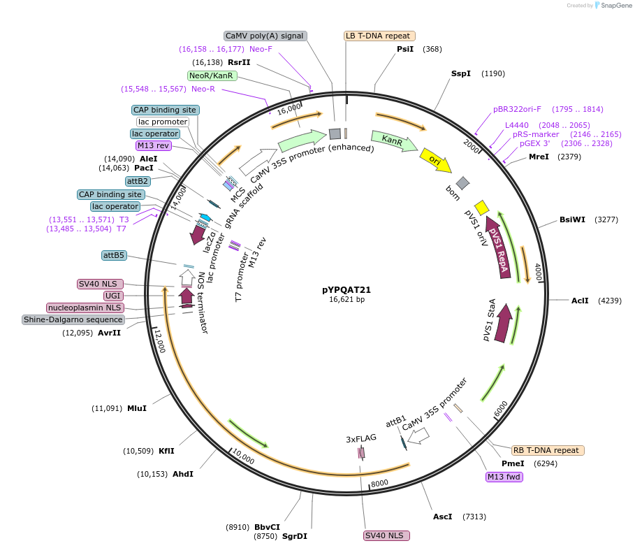 223393-plasmid-map-sequence-id-453501
