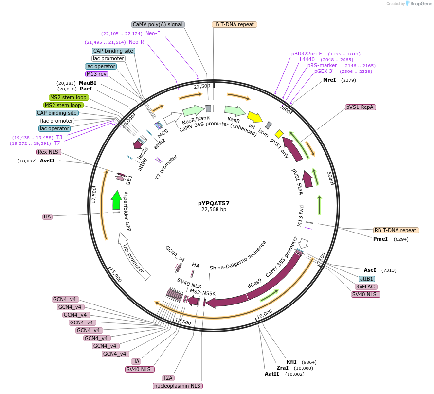 223429-plasmid-map-sequence-id-453502