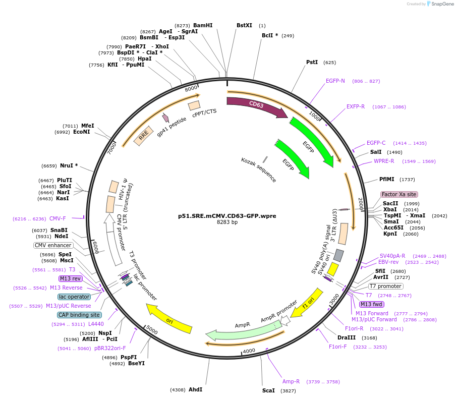 226773-plasmid-map-sequence-id-453510