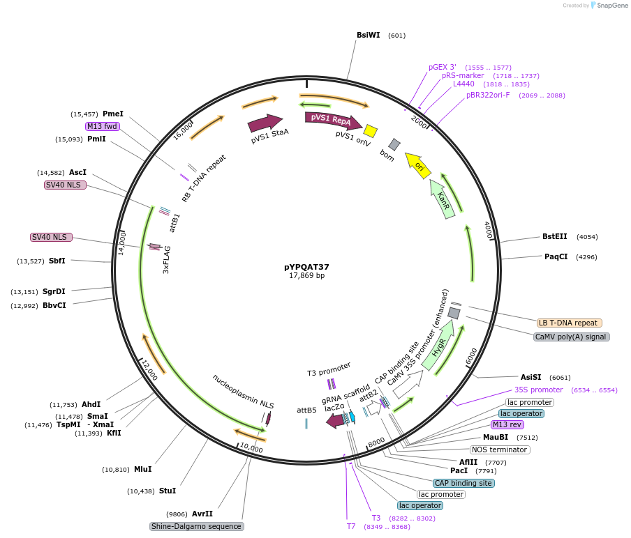 223409-plasmid-map-sequence-id-453514