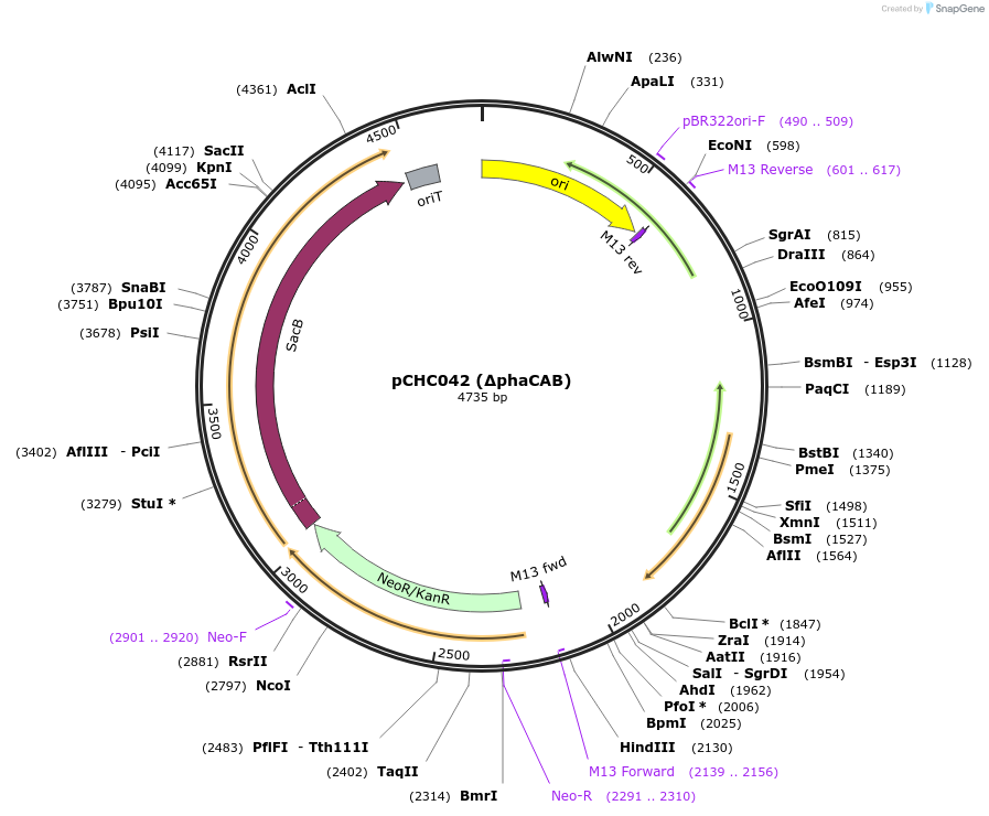 226208-plasmid-map-sequence-id-453517