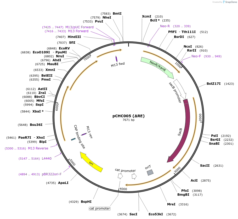 226199-plasmid-map-sequence-id-453519