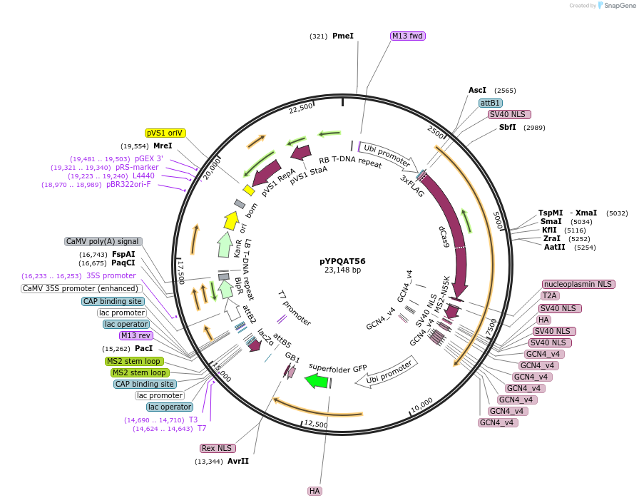 223428-plasmid-map-sequence-id-453528