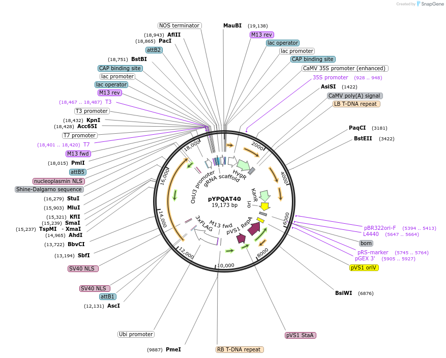 223412-plasmid-map-sequence-id-453531