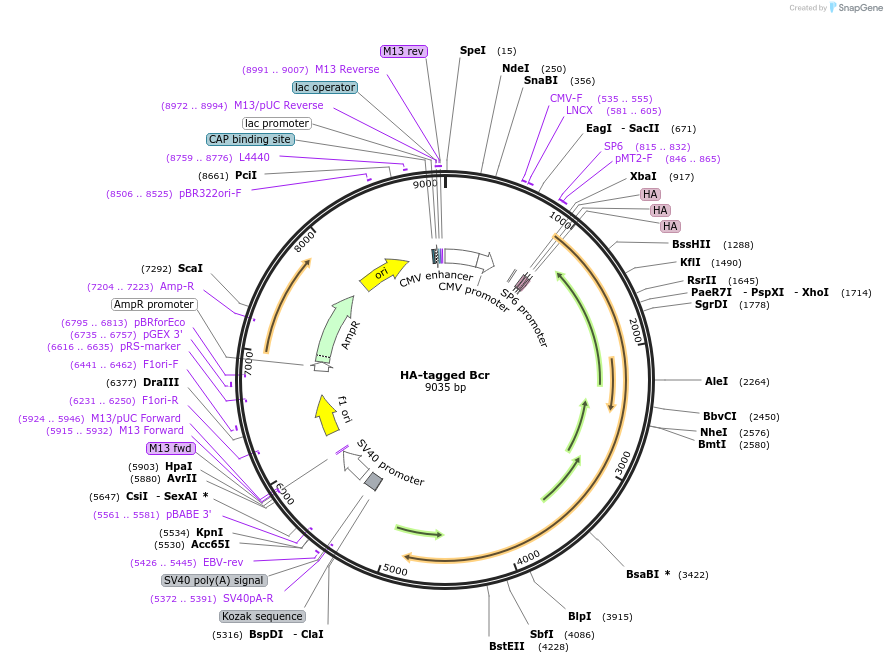 38189-plasmid-map-sequence-id-453534