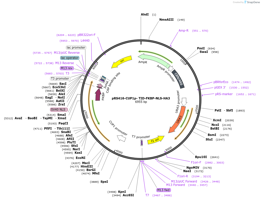 228011-plasmid-map-sequence-id-453548