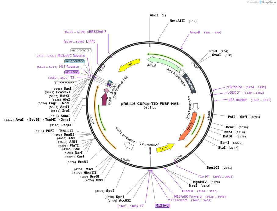 228010-plasmid-map-sequence-id-453553