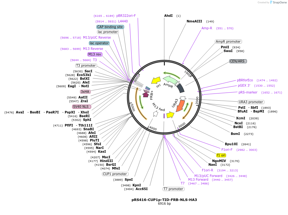 228009-plasmid-map-sequence-id-453556