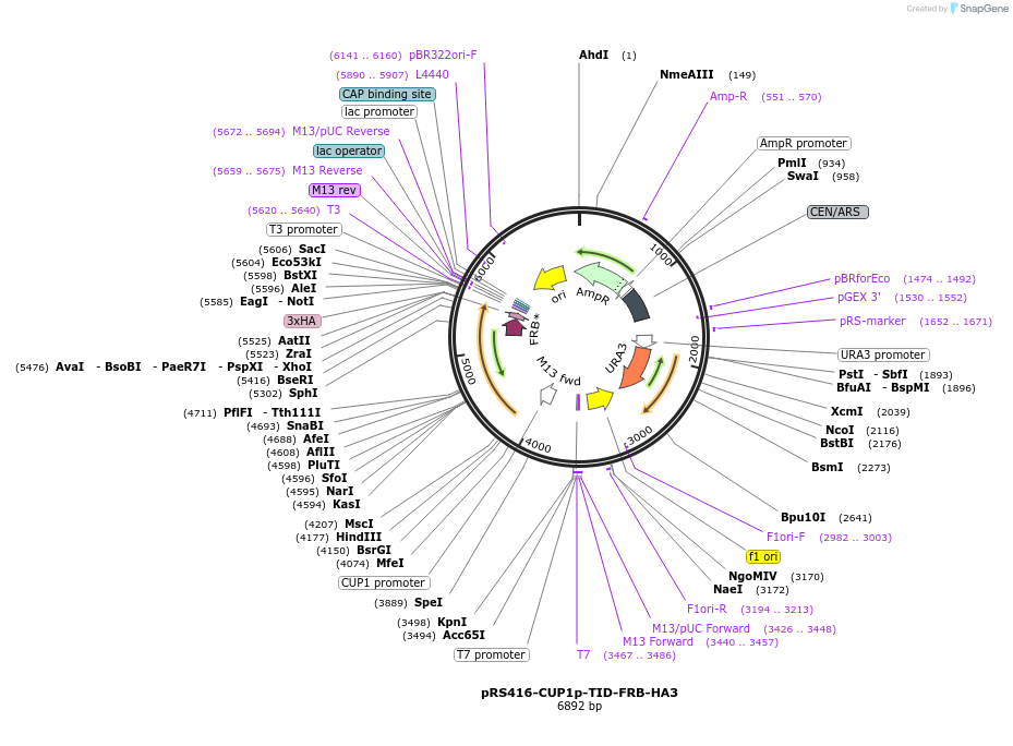 228008-plasmid-map-sequence-id-453559