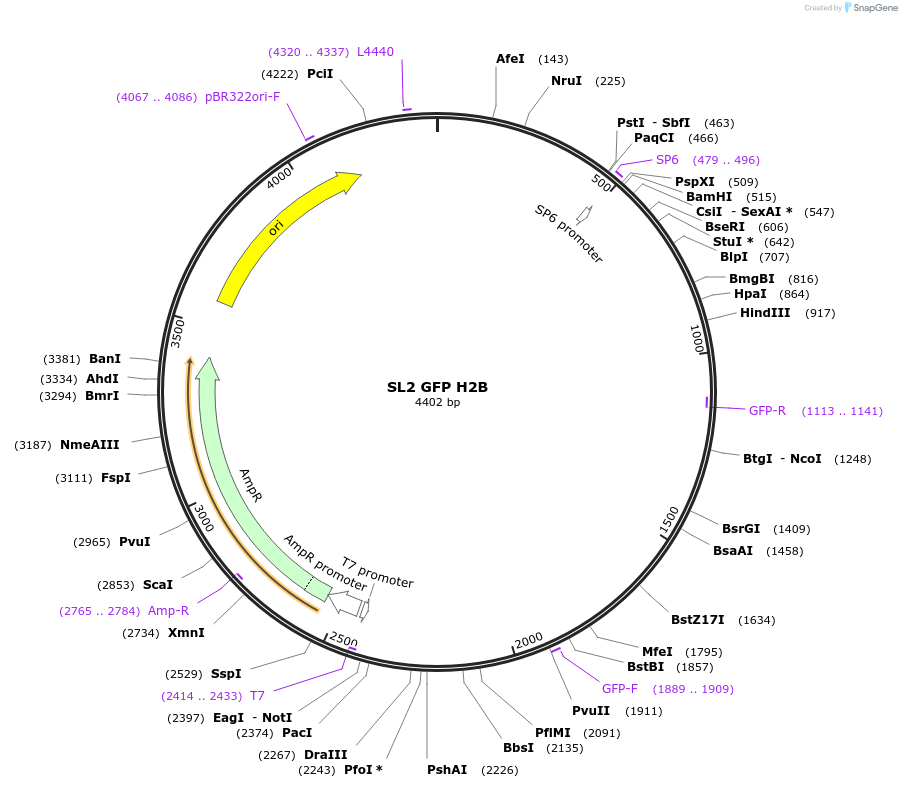 227717-plasmid-map-sequence-id-453561
