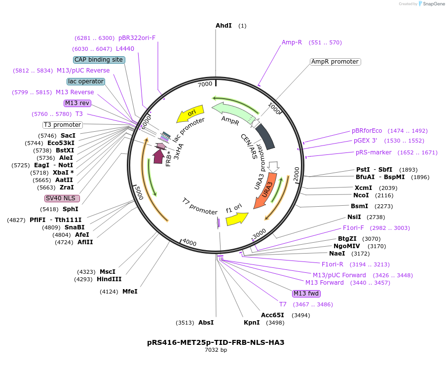 228017-plasmid-map-sequence-id-453566