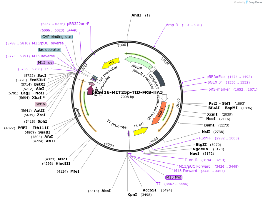 228016-plasmid-map-sequence-id-453569