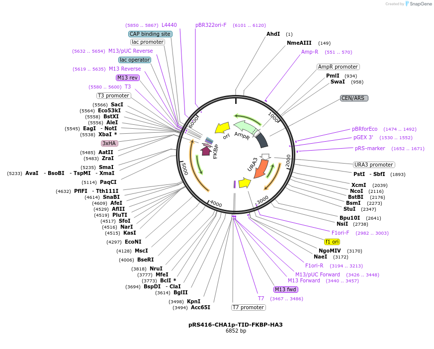 228014-plasmid-map-sequence-id-453570