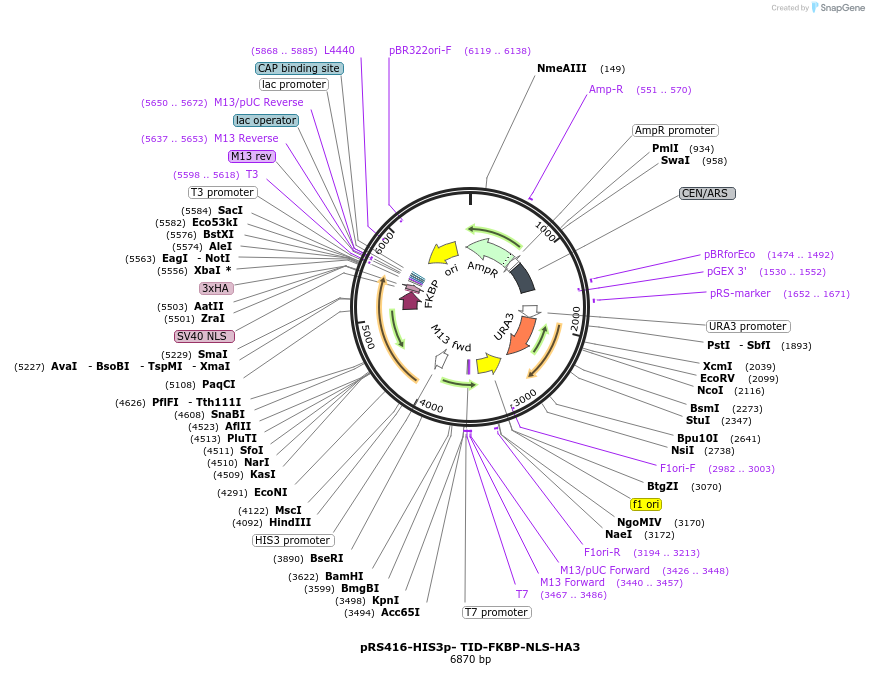 228007-plasmid-map-sequence-id-453571