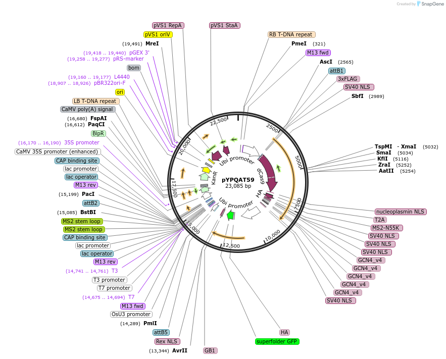 223431-plasmid-map-sequence-id-453576