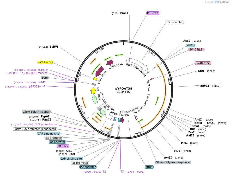 223410-plasmid-map-sequence-id-453577