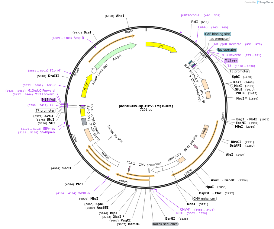 196510-plasmid-map-sequence-id-453578